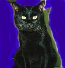 �s�v�c�ȍ��L